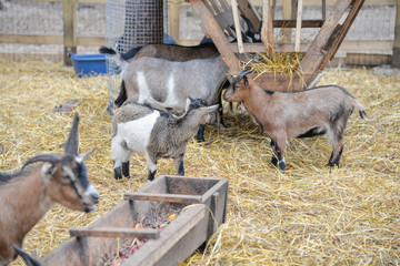 Abstract shot of starry sky. Stars are falling on clear blue night-sky. Shooting stars. Falling...