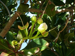 Fleur exotique du barringtonia asiatica ou chapeau l'évêque