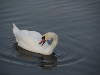 Łabędzie © sorensen15