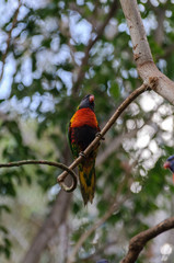 parrots in the zoo closeup