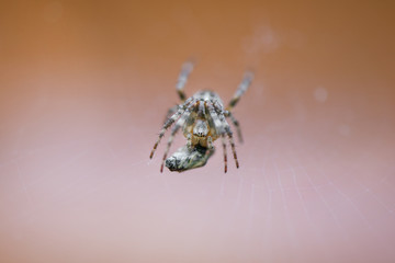 Cross spider in net eating prey. Fly caught in spider net.