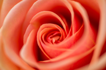 Fototapeta na wymiar Macro shot of beautiful rose. Warm colors, romantic autumn background
