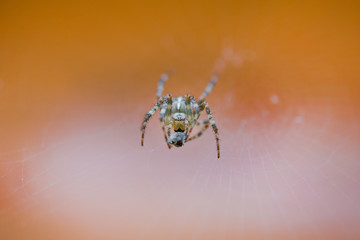 Cross spider in net eating prey. Fly caught in spider net.