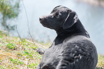Lovely, black dog sitting on lake side, looking and patiently waiting for its owner. Happiness, love.  Smart puppy focuses on commands