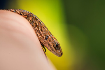 Macro shot of a lizard
