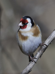 European goldfinch (Carduelis carduelis)