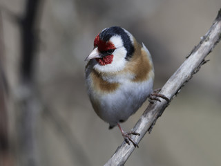 Obraz na płótnie Canvas European goldfinch (Carduelis carduelis)