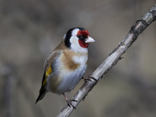 European goldfinch (Carduelis carduelis)