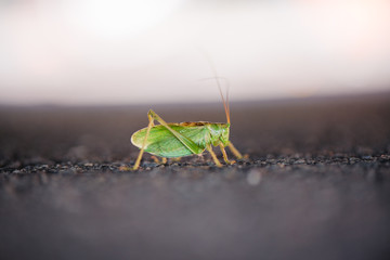 Big, green grasshopper sitting on asphalt road. Sunny summer background.