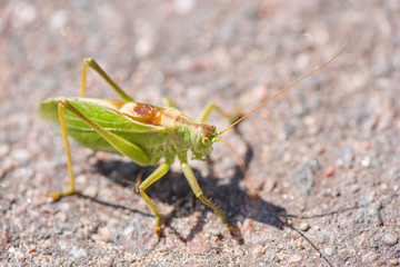 Big, green grasshopper sitting on asphalt road. Sunny summer background.