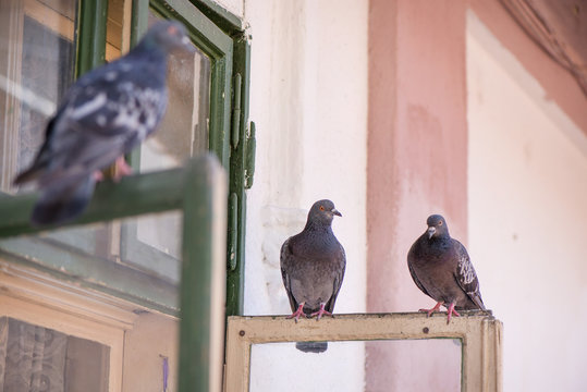 Pigeons sitting on window waiting for food. Birds having a conversation. Urban wildlife