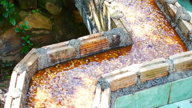 Wet process method 100% Organic arabica coffee beans in CHIANG RAI, North of Thailand.