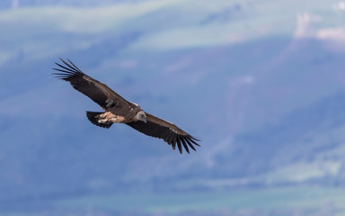Griffon Vulture in the Sierra Crestillina Mountains, Spain.