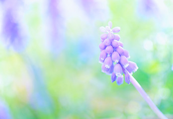 Close up horizontal image of lots of a bunch of full bloom Grape Hyacinth purple flowers with a defocused green field background 1