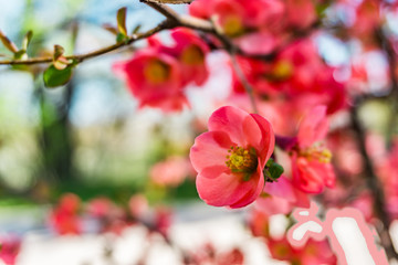 Early spring, blooming fruit tree, gentle colors in spring, bokeh background, shallow depth of focus.