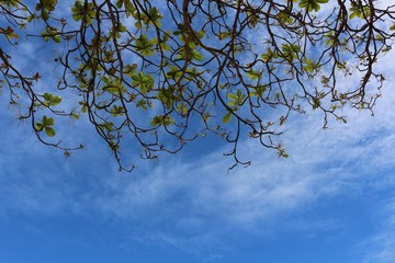 Under an exotic tree