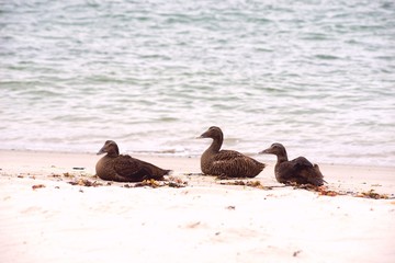 Weibliche Eiderenten (Somateria mollissima), sitzen auf Sandstrand, Helgoland, Insel Düne, Nordsee, Schleswig-Holstein, Deutschland, Europa 