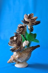 Shell still life
