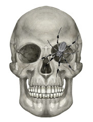 Human skull with spider. Watercolor illustration monochrome