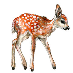 Cute baby deer watercolor illustration isolater on white