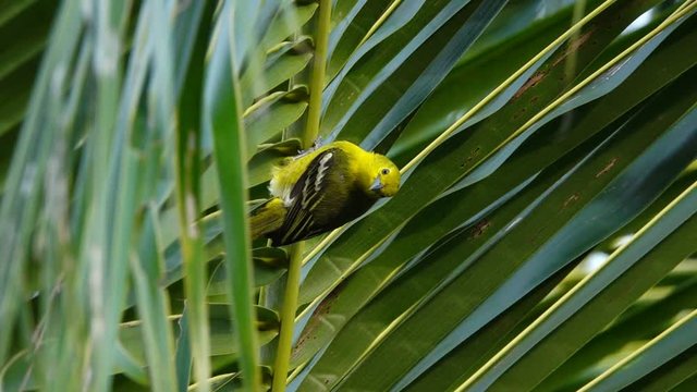 Green small bird.
Green Lora bird male perching up side down on coconut palm leaf and flying off,HD slow motion.
