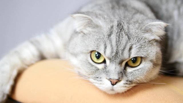 Close-up of cat muzzle, scottish fold cat wants to sleep