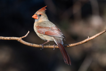 Female Northern Cardinal (Cardinalis cardinalis)