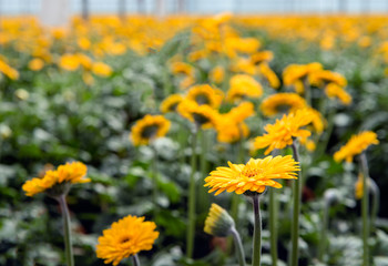 Yellow Gerbera flowers in a cut flower nursery
