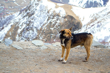 портрет собаки на фоне гор кавказа.