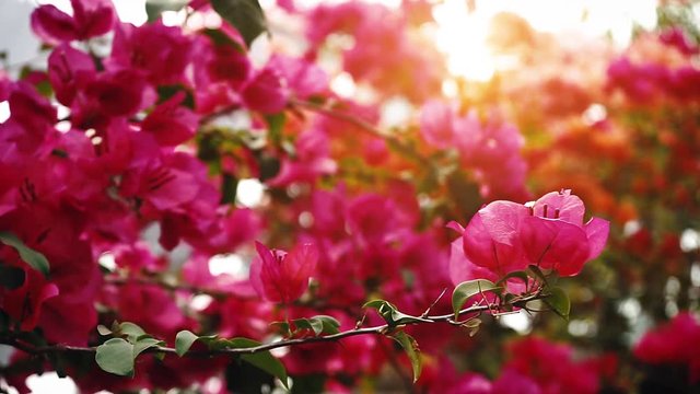 Pink flowers spring