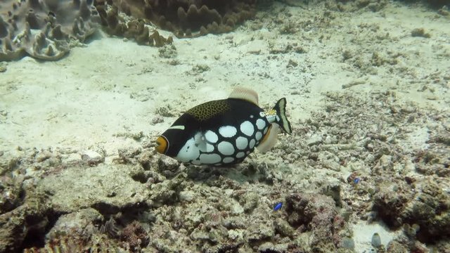 Clown triggerfish or bigspotted triggerfish, Balistoides conspicillum swims over corals of Bali