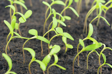 Marigold sprouts