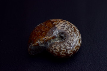 Caracol fosilizado sobre fondo negro.