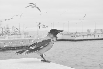 Crow and gulls on the waterfront of the Caspian sea 