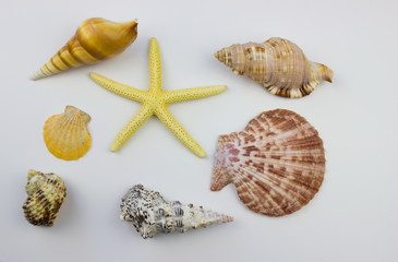 Sea objects on white background. Summer theme concept. 