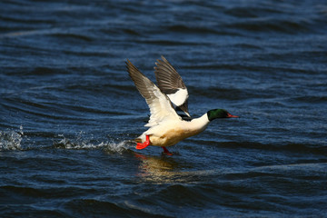 Merganser, raccoon merganser - a species of large water bird in the Anatidae family © zmija5