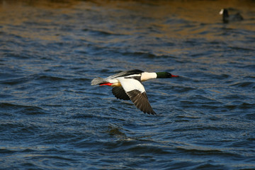 Merganser, raccoon merganser - a species of large water bird in the Anatidae family © zmija5