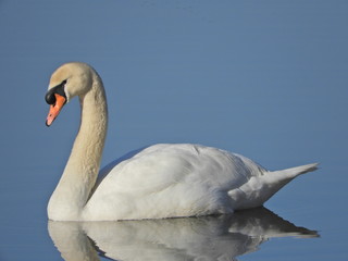 cygne
