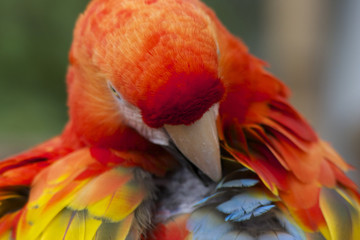 Closeup of scarlet macaw cleaning its feathers