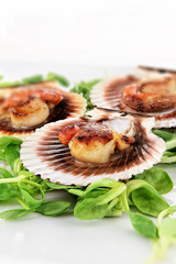 Grilled King Scallops