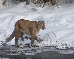 Mountain Lion at Triple D Game Farm