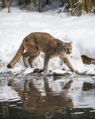 Mountain Lion at Triple D Game Farm