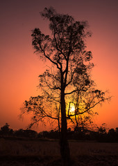 Silhouette tree with sunset background. 