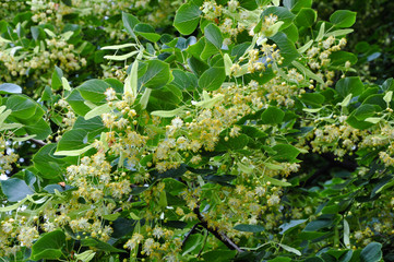 Липа цветет летом.