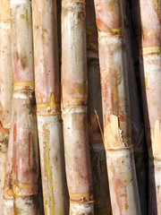 Sugar Cane field in Brazil