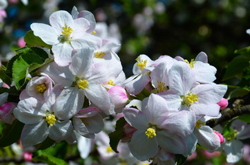 Obraz na płótnie Canvas Цветки яблуни весной.