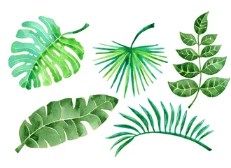 Photo sur Aluminium Monstera Set of watercolor painted leaves