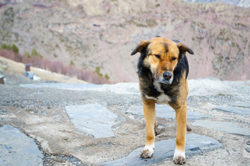 Портрет собаки на фоне гор.