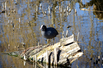 Coot standing on remains of a fallen tree in a pond.
