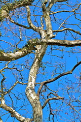 ARBRE HIVER